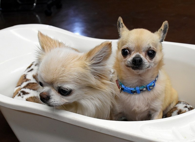 ワンコの写真 ワンコの写真