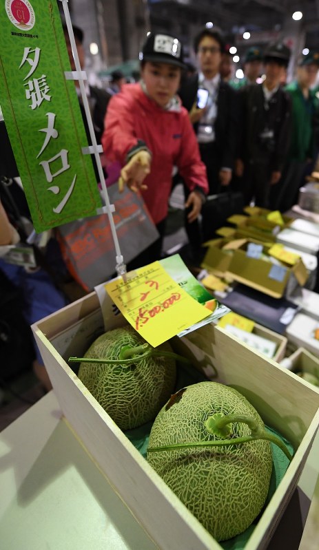 初競りで2玉150万円の値がついた夕張メロン=札幌市中央区で2017年5月26日午前7時26分、竹内幹撮影