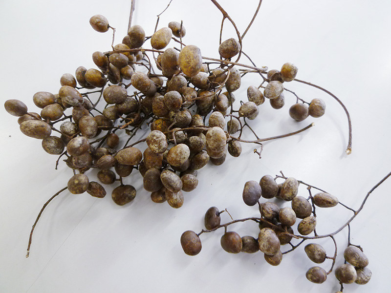 ブドウハゼ 地域活性化 空き家活用 移住者も呼び込み 原産地 志賀野地区 需要満たせず 紀美野 和歌山 毎日新聞