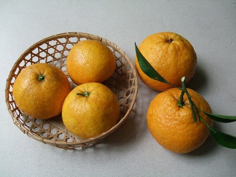 もう一度食べたい:西伊豆・土肥の白びわ 果汁が豊富、濃厚な味 毎日新聞