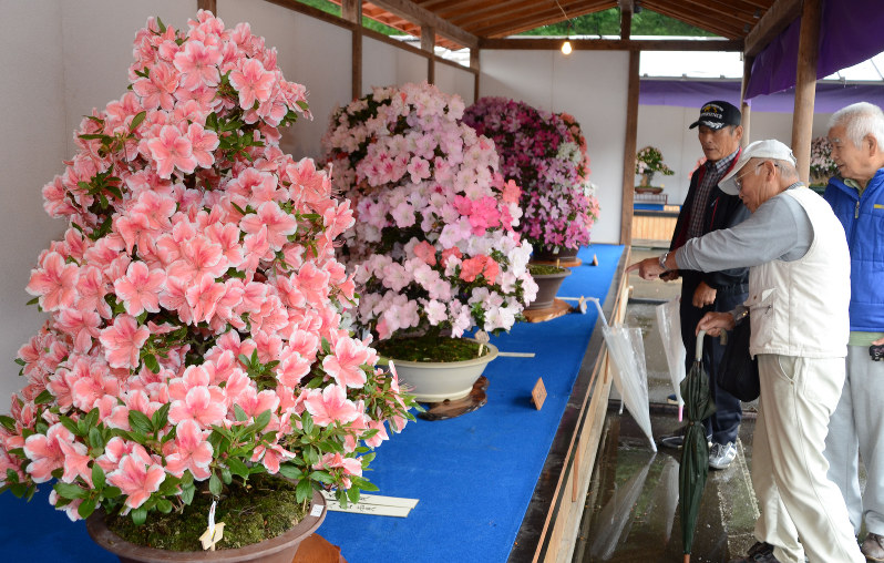 鹿沼さつき祭り 全国最大規模の祭典 販売も 愛情たっぷり サツキ優雅に 栃木 毎日新聞
