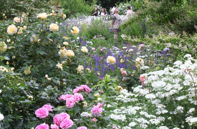 約350種類のイングリッシュローズと国内では珍しい宿根草などの草花が咲き誇る園内