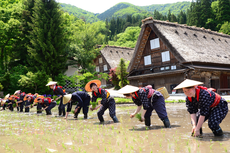 東海百景 合掌集落 かすりで田植え 岐阜 白川郷 毎日新聞