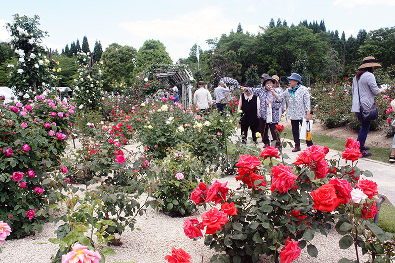 見ごろを迎えた湧永満之記念庭園のバラ=広島県安芸高田市甲田町で、岡本幸信撮影