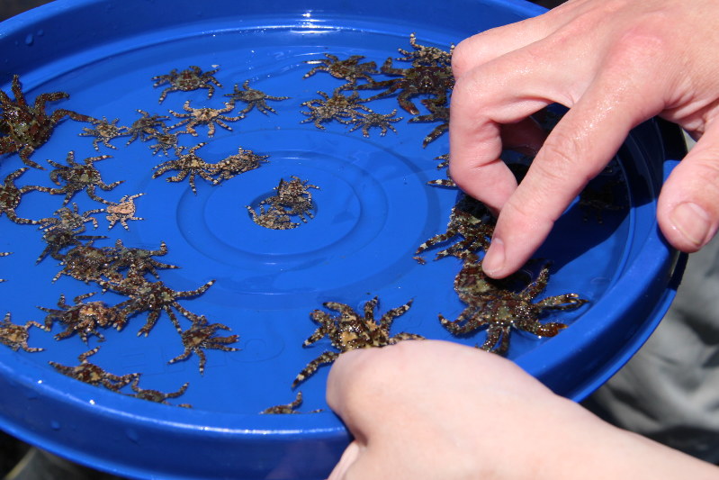 花咲ガニ 放流３年 稚ガニ１０倍超 根室市水産研 追跡調査 北海道 毎日新聞