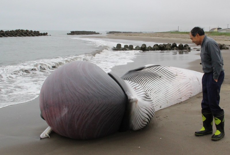 漂着したミンククジラ