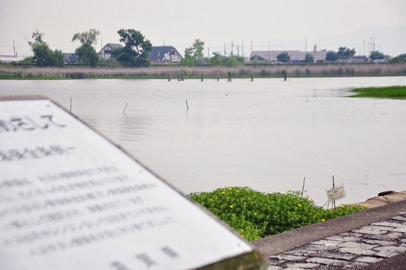 2015年まではびっしりと群生していたハスが消えた湖面。今は特定外来植物の「オオバナミズキンバイ」が繁殖し始めている=滋賀県草津市の琵琶湖で2017年5月31日、大原一城撮影