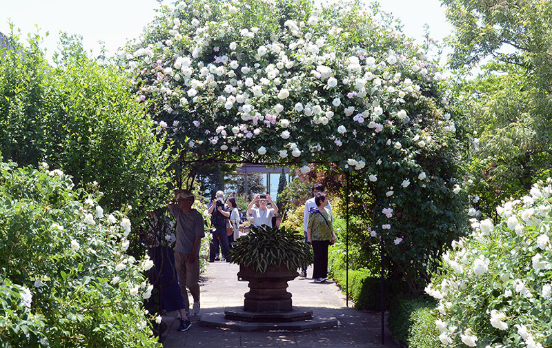 カメラ紀行 松江イングリッシュガーデン バラ２０００株 甘い香り にぎわうフェス ４日まで 島根 毎日新聞