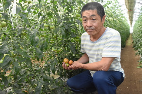 ぐるっと首都圏 食べる つながる 群馬 太田と館林 トマト 糖度９ 極上の甘み 根域制限栽培で味凝縮 東京 毎日新聞