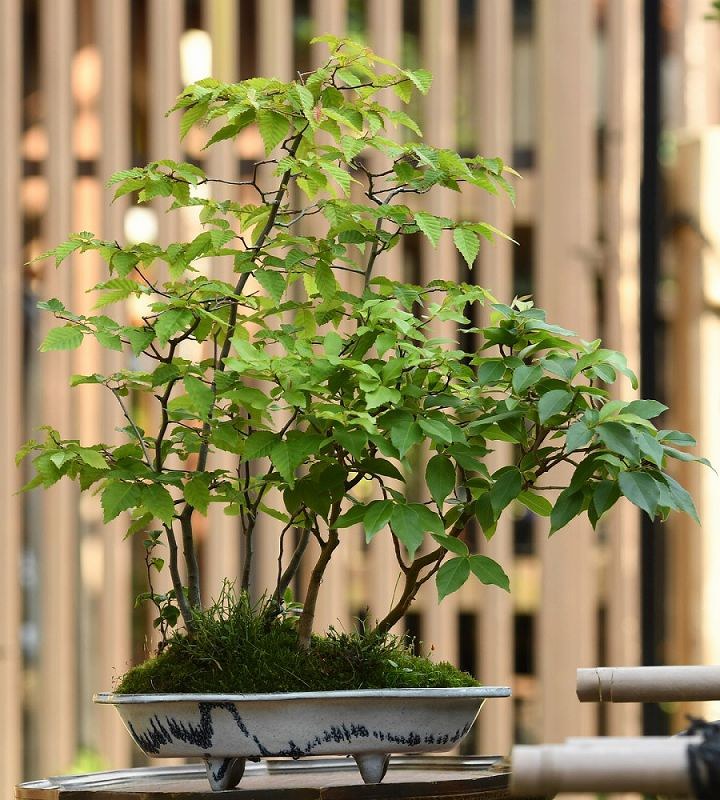 特集ワイド：盆栽、新しい風 「波平の趣味」からインテリアにも 自由な