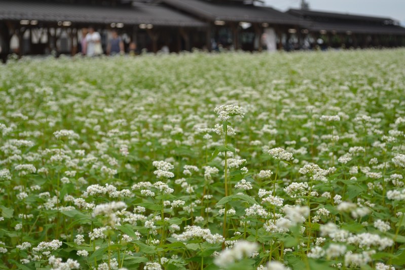 ソバの花 秩父 花見の里 で見ごろ 埼玉 毎日新聞