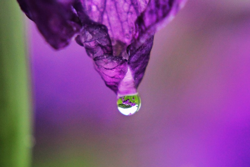 雨に打たれるハナショウブ