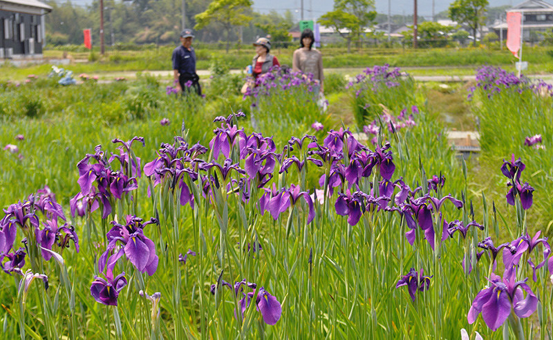 ハナショウブが見ごろを迎えた住民手作りの「花菖蒲園」=滋賀県高島市今津町浜分で、塚原和俊撮影