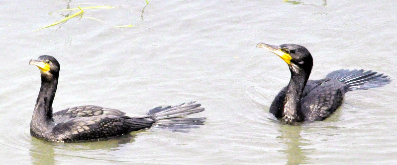 水産資源の被害をもたらすカワウ=新潟県水産課提供