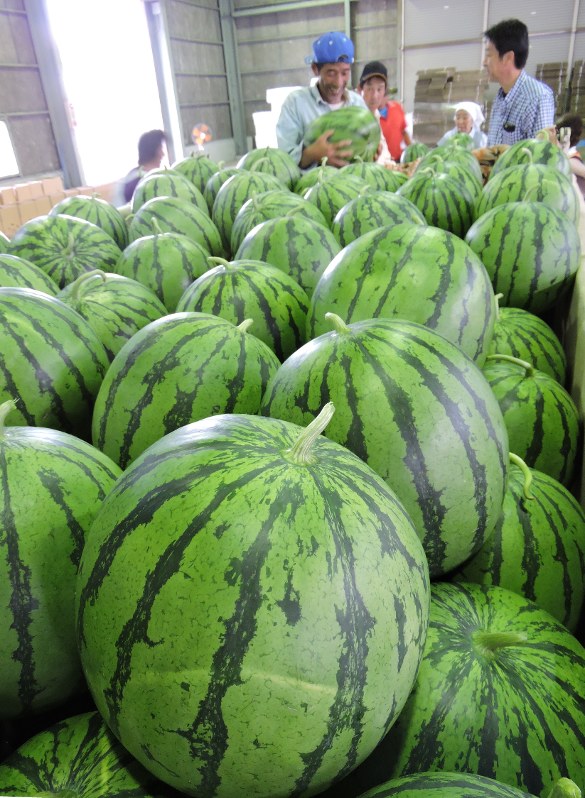 クリームスイカ 出荷 黄色く上品な甘み ｊａむなかた 福岡 毎日新聞
