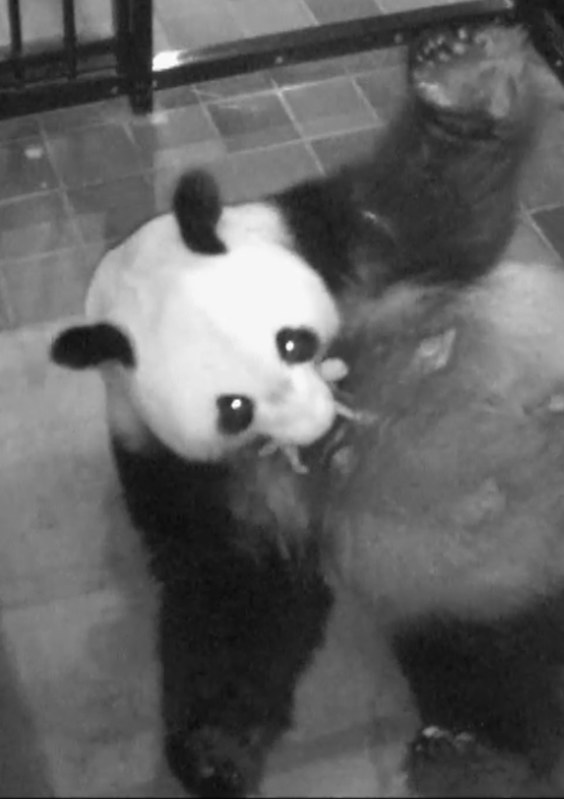 生まれたばかりの赤ちゃんを口にくわえ世話をするジャイアントパンダの雌シンシン=東京都台東区の上野動物園で2017年6月12日(東京動物園協会提供)