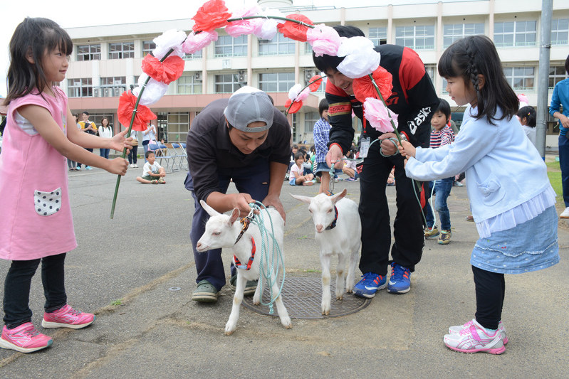 花のアーチで歓迎を受ける2頭のヤギ=南魚沼市塩沢の塩沢小学校で