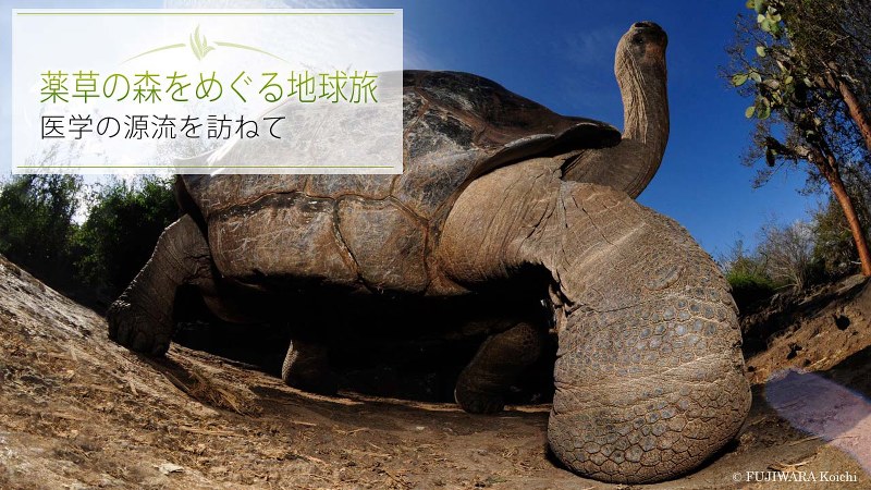 ガラパゴスには島々によって甲羅の形が違うガラパゴスゾウガメ(学名:Geochelone elephantopus)が生息している。体重が300kgにもなり、寿命は100~200年と言われている