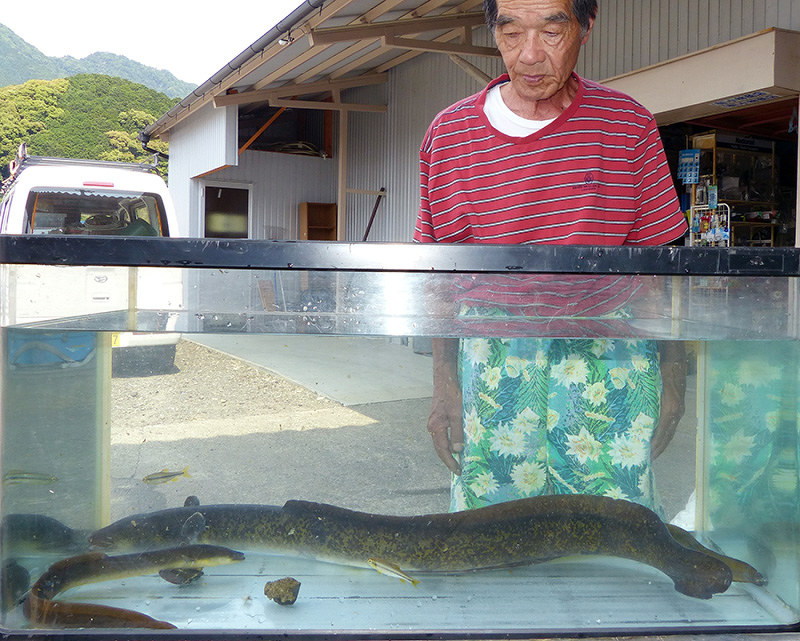 オオウナギ 体長１メートル 重さ４キロ 捕獲用カゴに 御浜 市木川 三重 毎日新聞