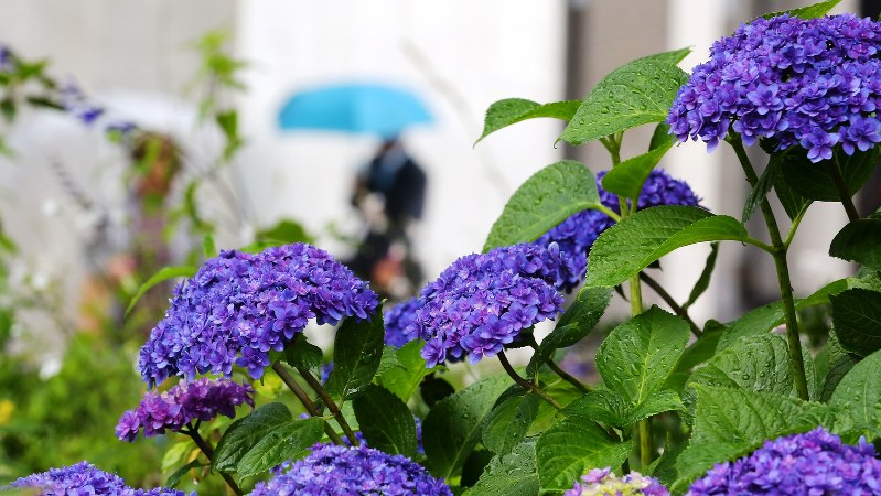 雨が降る中咲くアジサイ=大阪市北区で2017年6月7日