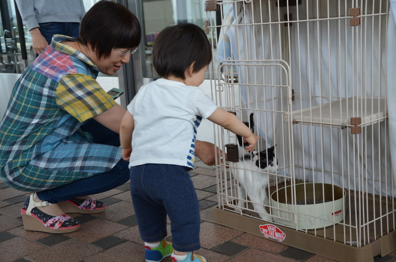 盛岡市：保護猫世話に経費支給 一時預かり希望者募集 ／岩手  毎日新聞
