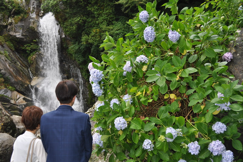 花は小さく少ないが人出は多い見帰りの滝のあじさいまつり