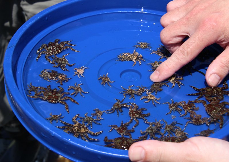 北方領土 １７ 共同経済活動へ２７日から現地調査 返還交渉糸口に期待 北海道 毎日新聞