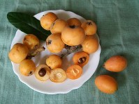 幻と称される土肥の白びわ。琵琶形の右の二つは房州・田中びわ