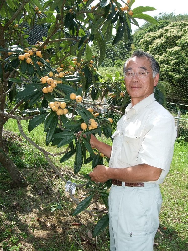 もう一度食べたい：西伊豆・土肥の白びわ 果汁が豊富、濃厚な味  毎日新聞