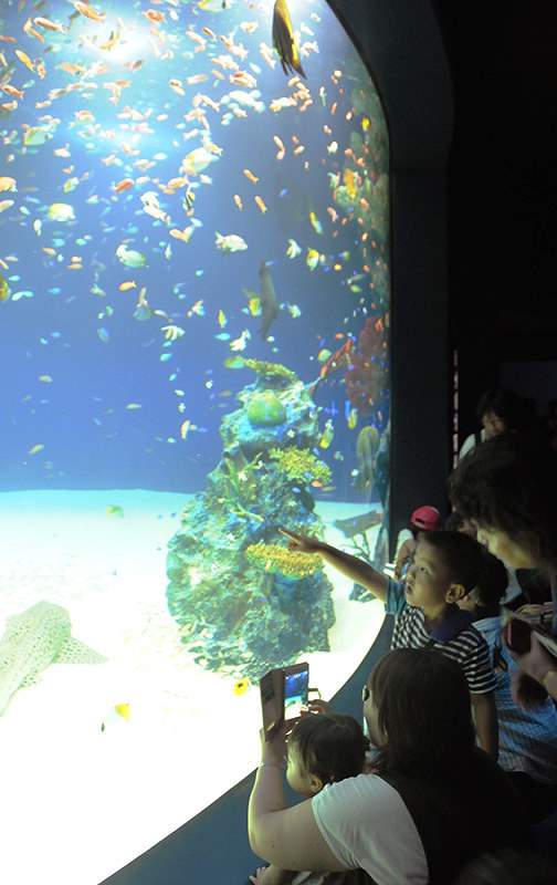 マリホ水族館 南国の海や渓流 水槽に 西区 マリーナホップに開館 広島 毎日新聞