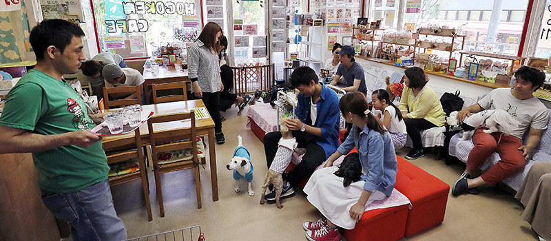 ｖｉｅｗ ｈｏｇｏｋｅｎ ｃａｆｅ 癒やされてつながる命 お気に入りの子の里親に 大阪 毎日新聞