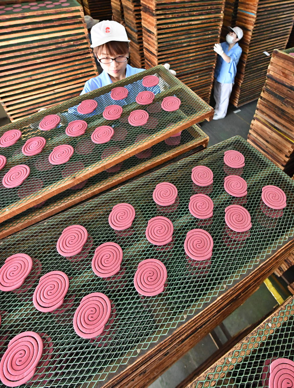 大日本除虫菊：蚊取り線香、出荷が最盛期 和歌山 | 毎日新聞