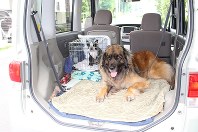 レオンベルガー(右)とボストンテリアが一緒にお出かけ。事故防止のため小型犬はケージに入れるとよい