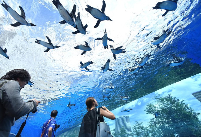サンシャイン水族館 ペンギン