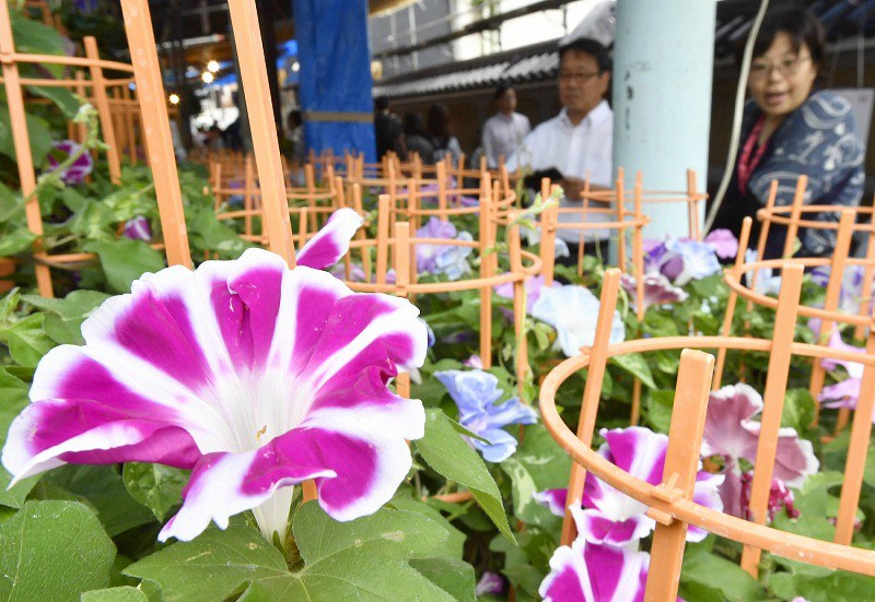 朝顔市：初夏の朝、笑顔咲く 東京・入谷鬼子母神 [写真特集1/6] | 毎日新聞