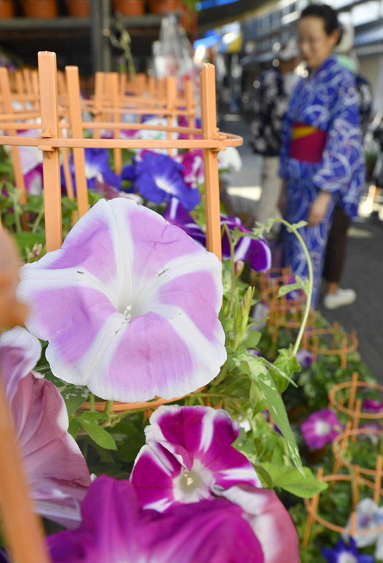 朝顔市：初夏の朝、笑顔咲く 東京・入谷鬼子母神 [写真特集1/6] | 毎日新聞