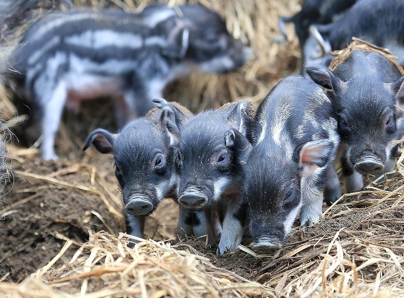 子豚：「ハンガリー国宝」次々誕生 北海道・十勝ヒルズ [写真特集1/8