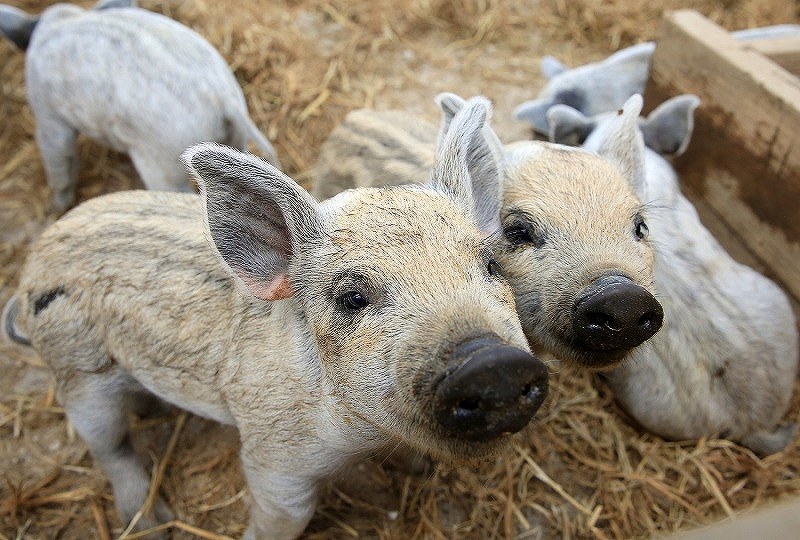 田舎の子豚 まーちん on X: 