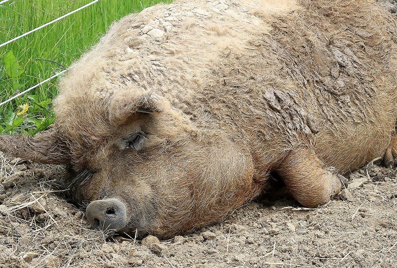 子豚：「ハンガリー国宝」次々誕生 北海道・十勝ヒルズ [写真特集6/8