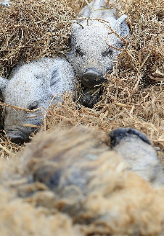 子豚：「ハンガリー国宝」次々誕生 北海道・十勝ヒルズ [写真特集9/8