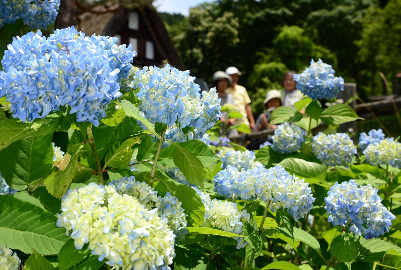 アジサイ 飛騨の里 鮮やか 岐阜 毎日新聞
