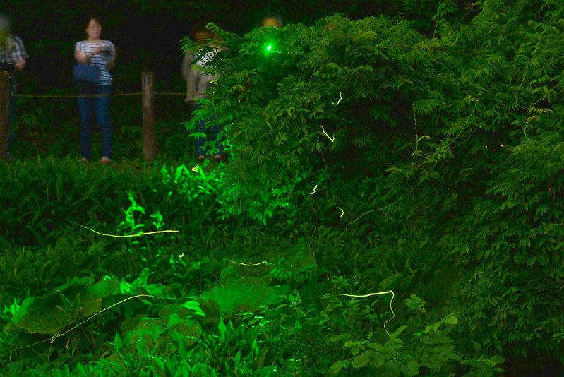 細越ホタルまつり 幻想的な光の舞 青森できょうまで 青森 毎日新聞