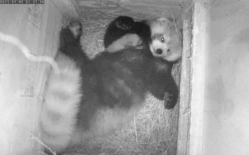 レッサーパンダ 赤ちゃんすくすく 西山動物園 福井 毎日新聞