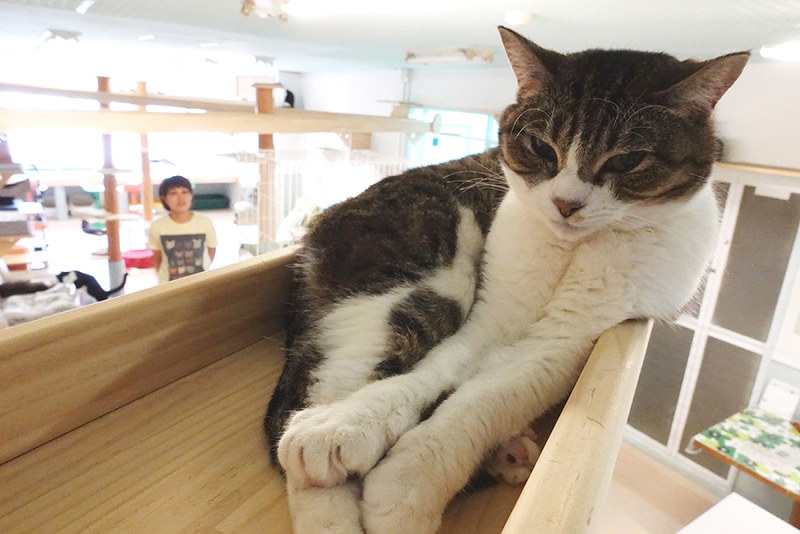 アングル 保護猫カフェ カーロ 気ままな 猫時間 一緒に 明石市 兵庫 毎日新聞