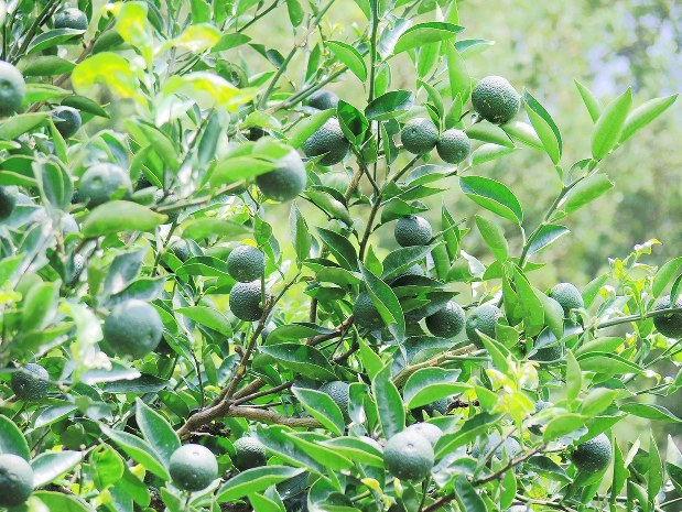 幻の果実へベスで感じる宮崎 日向 南国の夏と香り この人 この土地 だから生み出せる一品 小高朋子 毎日新聞 経済プレミア