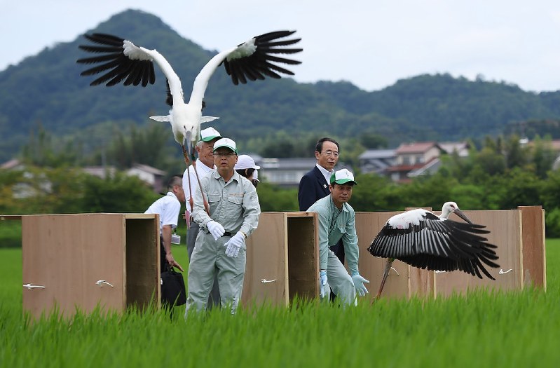コウノトリ：4羽を放鳥…母鳥は誤射死、人工飼育 島根 | 毎日新聞