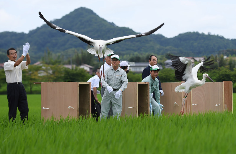 コウノトリ 大空高く 母鳥誤射の４羽を放鳥 兵庫で成長 雲南に歓声 島根 毎日新聞