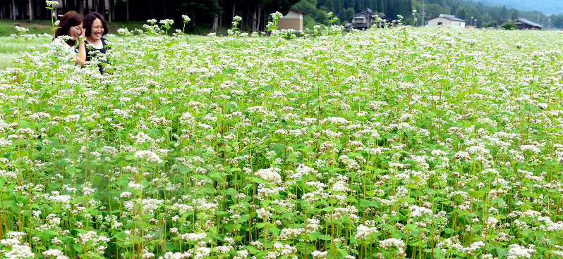 そば の 花 岐阜 Englshdyno