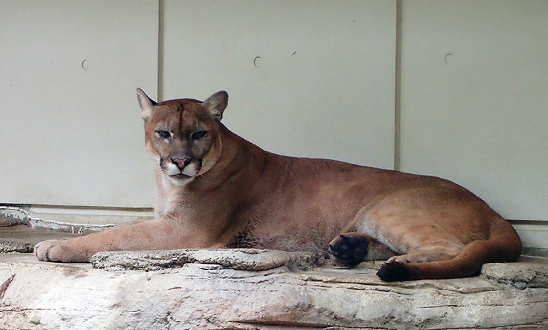 とべ動物園だより ピューマ ２頭の相性はいいのかな 愛媛 毎日新聞