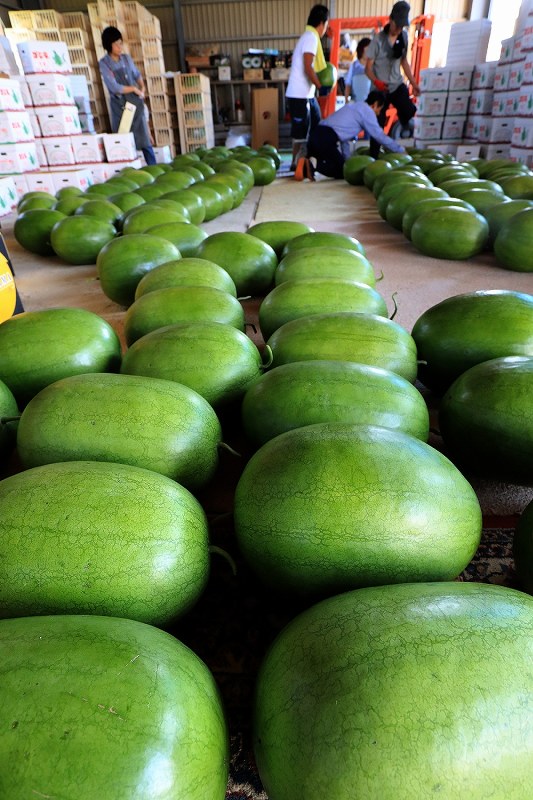 変わりスイカ ゴジラのたまご 収穫ピーク 北海道 写真特集4 4 毎日新聞